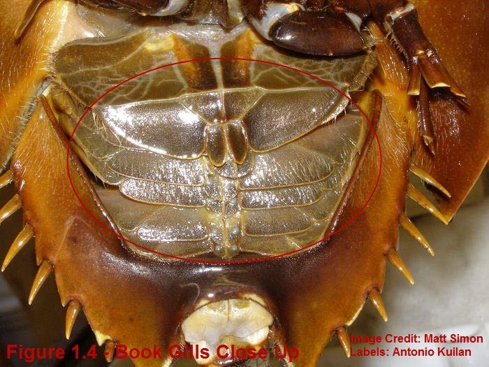 Where Are Crab Gills Located At Will Hannah Blog